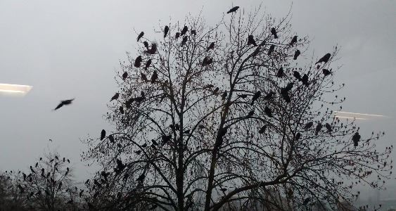 Crows